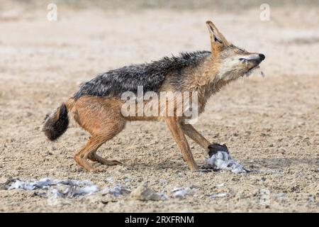 Black-backed jackal (Lupulella mesomelas) with Cape turtle dove (Streptopilia capicola) prey, Kgalagadi transfrontier park, Northern Cape, South Afric Stock Photo