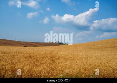 Rural landscape on the hills of Orciano Pisano, Pisa province, Tuscany, Italy at summer Stock Photo