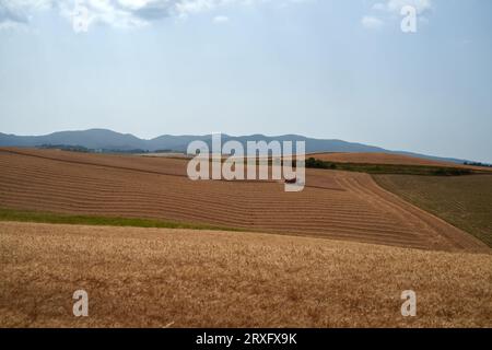 Rural landscape on the hills of Orciano Pisano, Pisa province, Tuscany, Italy at summer Stock Photo