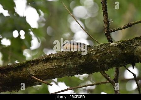 Eurasian Nuthatch (Sitta europaea) High Up on a Horizontal Tree Branch in Left-Profile, Looking Along the Top, against a Green Leafy Bokeh Background Stock Photo