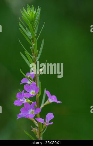 Rose Loosestrife, Lythrum junceum in flower Stock Photo