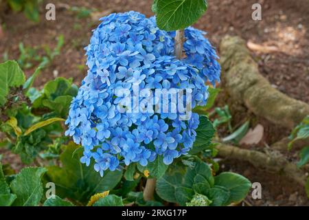 blue color hydrangea flowers in the garden, hydrangea macrophylla, most popular ornamental garden plants with large flower head or cluster Stock Photo