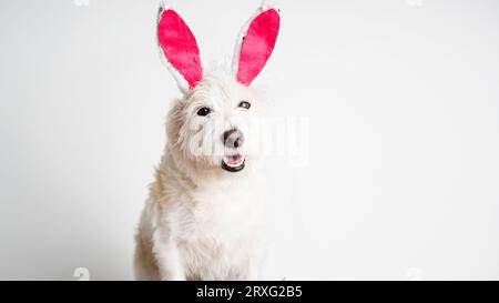 Happy Jack Russell Terrier dog bunny dressed ears rabbit easter holiday on white background isolated Stock Photo