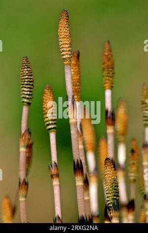 Horsetail Field horsetail (Equisetum arvense) horsetail, field horsetail, cat's-tail, shank hay, frying pan or scouring weed Stock Photo