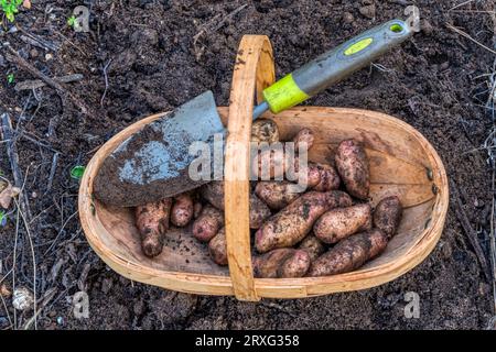 A trug containg freshly dug pink fir apple potatoes. Stock Photo