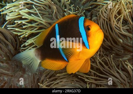 Close-up of symbiotic behaviour Symbiosis of orange fin anemonefish (Amphiprion chrysopterus) with sebae anemone (Heteractis crispa), Pacific Ocean Stock Photo