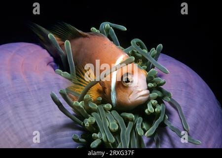 Close-up of maldive anemonefish (Amphiprion nigripes) hiding in cover between tentacles of giant carpet anemone (Stichodactyla gigantea) retracts Stock Photo