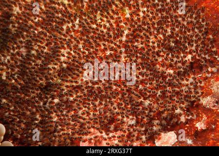 Close-up of egg clutch with well-developed embryo developed embryos with eyes of anemonefish orange-fin clownfish (Amphiprion chrysopterus), Pacific Stock Photo
