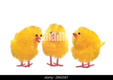 Three yellow chicks made of fabric stand next to each other. They seem to be whispering to each other. isolated in front of a white background. free Stock Photo