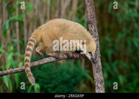 South American coati (Nasua nasua), adult, captive, Germany Stock Photo