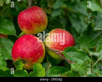 3 Apples on the tree Stock Photo