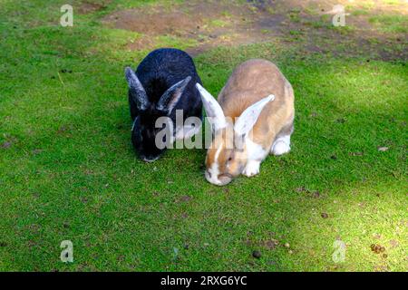 Two young rabbits in different colors are grazing on green grass. Rabbits in the open air. Stock Photo