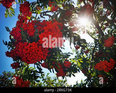 Red bunches of berries on mountain ash branches among green leaves near the road Stock Photo