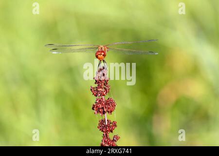 Ruddy darter (Sympetrum sanguineum), frontal view, resting on perch, Middle Elbe Biosphere Reserve, Saxony-Anhalt, Germany Stock Photo