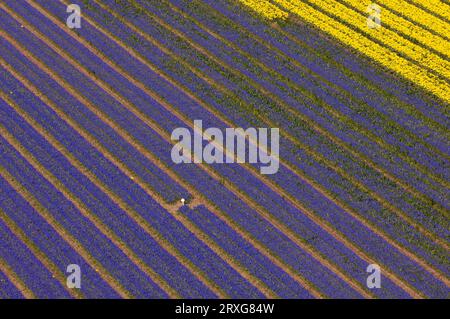 Field of Hyacinths and Tulips near Lisse, Netherlands, Fields with hyacinths and tulips near Lisse, Netherlands Stock Photo