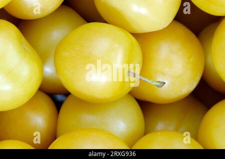 Yellow plums (Prunus domestica var. syriaca) Stock Photo