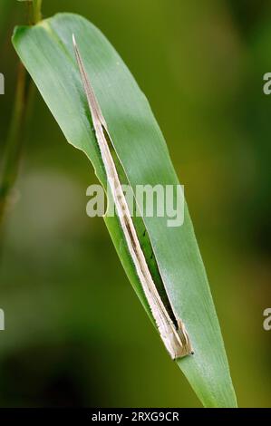 Bamboo Butterfly, caterpillar (Eryphanis polyxena), Purple Mort Blue Stock Photo