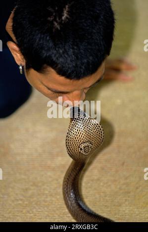 Man kissing Indochinese Spitting Cobra (Naja siamensis), Phuket, Thailand Stock Photo