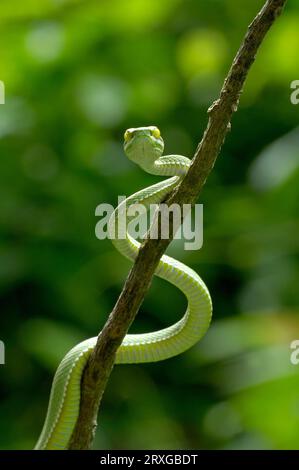 Green Pit Viper, Khao Yai National Park, Thailand, large-eyed pit viper (Trimeresurus macrops), Khaon Yai Nationalpart, Thailand Stock Photo