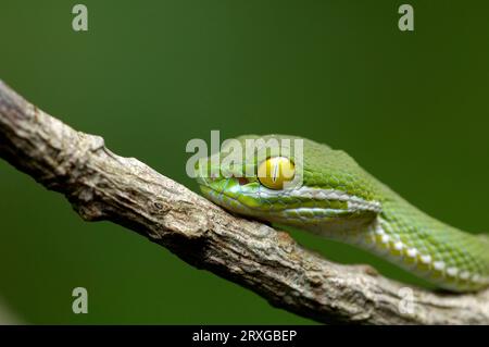 Green Pit Viper (Trimeresurus macrops), Khao Yai National Park, Thailand Stock Photo