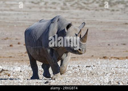 Black rhinoceros (Diceros bicornis), adult female covered in wet mud, facing camera, walking towards the waterhole, Etosha National Park, Namibia, Afr Stock Photo