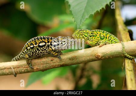 Carpet (Furcifer lateralis) Chameleons, pair, Madagascar (Chamaeleo lateralis) Stock Photo