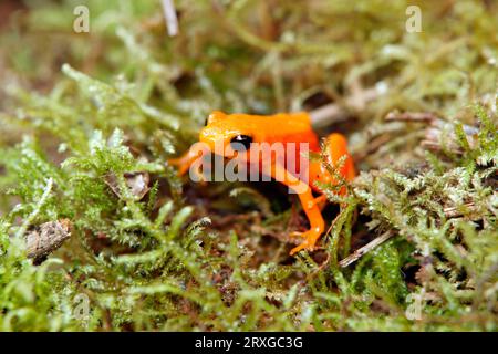 Golden Mantella (Mantella aurantiaca), Madagascar Stock Photo