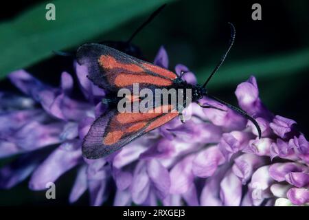 Burnet moth (Zygaenidae), blood droplet Stock Photo