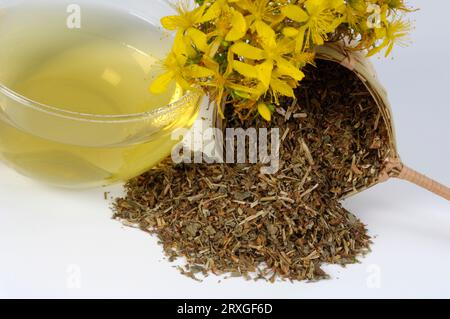 Dried Perforate St. John's Wort, blossoms and cup of tea, Dried True (Hypericum perforatum) St. John's Wort, blossoms and cup of tea, Spotted St. Stock Photo