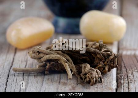 Indian Root Valerian roots (Valeriana wallichii), Tagar roots, Tagara, Takaram, Ayuverdic woods, incense woods, Ayurveda, Esotericism, esotericism Stock Photo