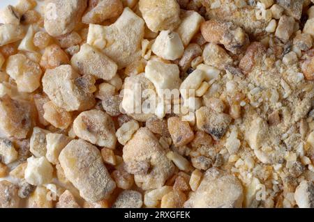 Gum benzoin, benzoin-sumatra (styrax benzoin) incense, burn incense, esotericism, esotericism, incense, indoor, studio, indoor Stock Photo
