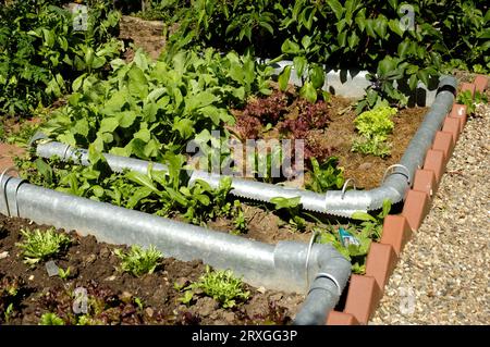 Spanish slug defense, slug fence around vegetable patch, slug defense against the Spanish slug (Arion lusitanicus) Stock Photo