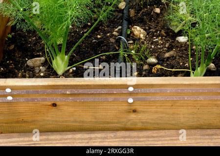 Spanish slug defense, slug fence around vegetable patch, slug defense against the Spanish slug (Arion lusitanicus) Stock Photo