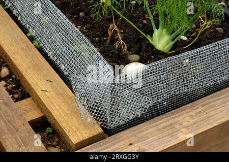 Spanish slug defense, slug fence around vegetable patch, slug defense against the Spanish slug (Arion lusitanicus) Stock Photo