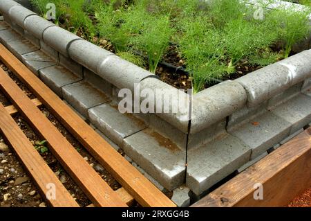 Spanish slug defense, slug fence around vegetable patch, slug defense against the Spanish slug (Arion lusitanicus) Stock Photo