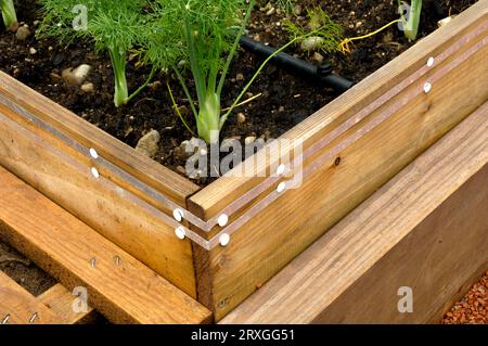 Spanish slug defense, slug fence around vegetable patch, slug defense against the Spanish slug (Arion lusitanicus) Stock Photo