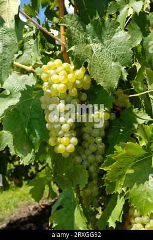 Grapes in vineyard in Franconia (Vitis vinifera), grapes on the vine, vineyard in Franconia, Bavaria, Germany Stock Photo