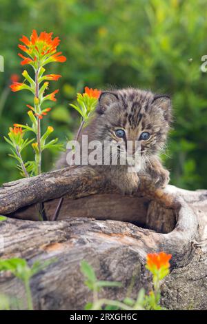 Bobcat (Lynx rufus) cub (Felis rufa) Stock Photo