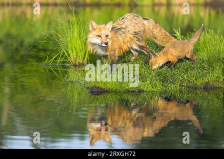 American Red Fox (Vulpes vulpes fulva) with cub, Amerikanischer Rotfuchs mit Jungtier / Stock Photo
