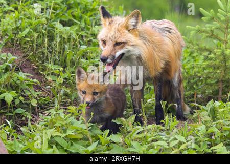 American Red Fox (Vulpes vulpes fulva) with cub, Amerikanischer Rotfuchs mit Jungtier / Stock Photo