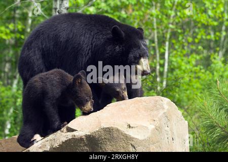 Black Bear, female with cubs (Ursus americanus), cub Stock Photo
