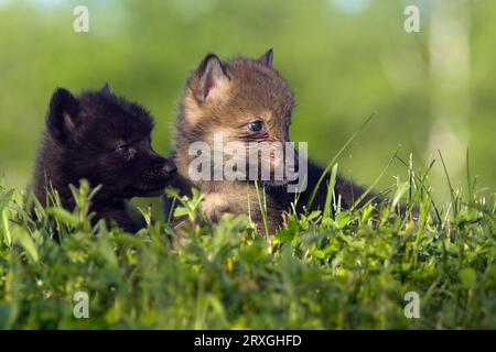 Timber Wolves, cubs (Canis lupus), cub Stock Photo