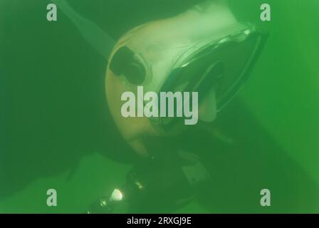 Close up of a senior SCUBA diver with a mask and regulator exploring Stock Photo