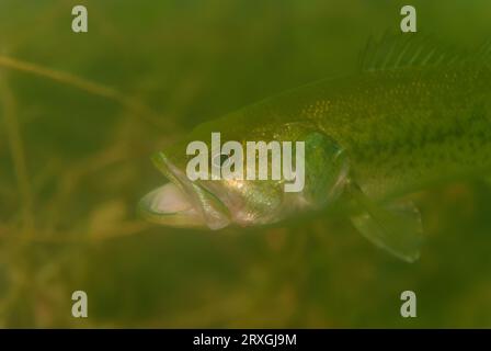 Largemouth bass Micropterus salmoides with big wide open mouth Stock Photo