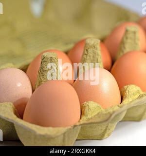 Brown chicken eggs in packaging Stock Photo
