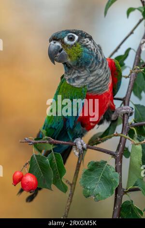 Crimson-bellied parakeet, Pyrrhura perlata Stock Photo
