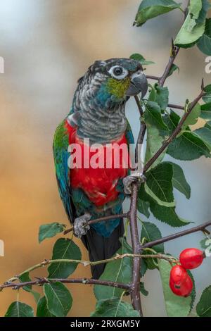 Crimson-bellied parakeet, Pyrrhura perlata Stock Photo