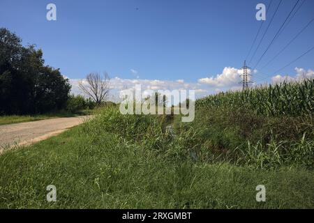 Worn  country road next to a corn field and a grove bordered by an irrigation channel on a sunny day Stock Photo