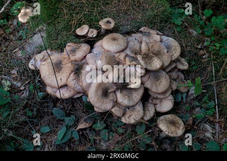 Beige forest mushroom carpet, Honey-colored Armillaria (Armillaria mellea) Stock Photo