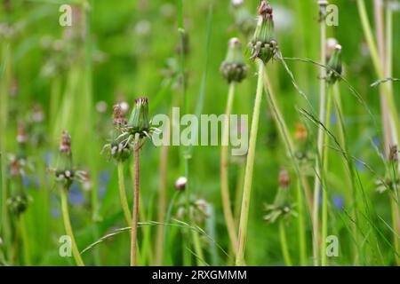 closed dandelions on long stems in evening Stock Photo